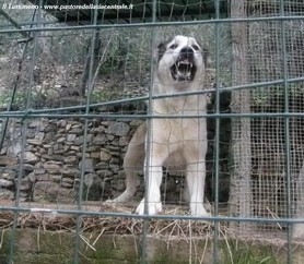 Zurab nel lavoro di guardia